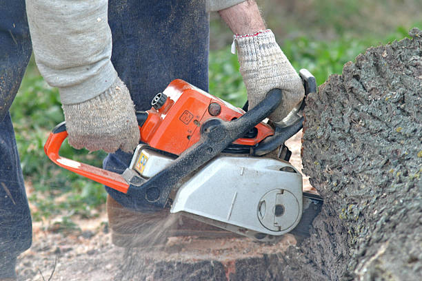 How Our Tree Care Process Works  in  Hildebran, NC